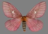 AZ26-0101R